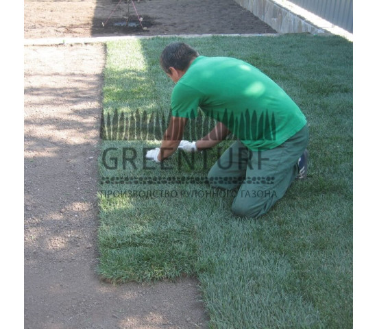 Укладка рулонного газона и озеленение участка - фото - 9