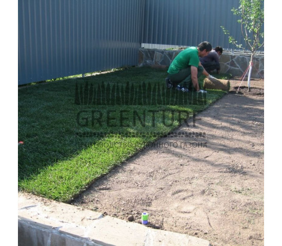 Укладка рулонного газона и озеленение участка - фото - 11